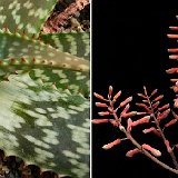 Aloe rubrodonta ©JL P1070027.jpg